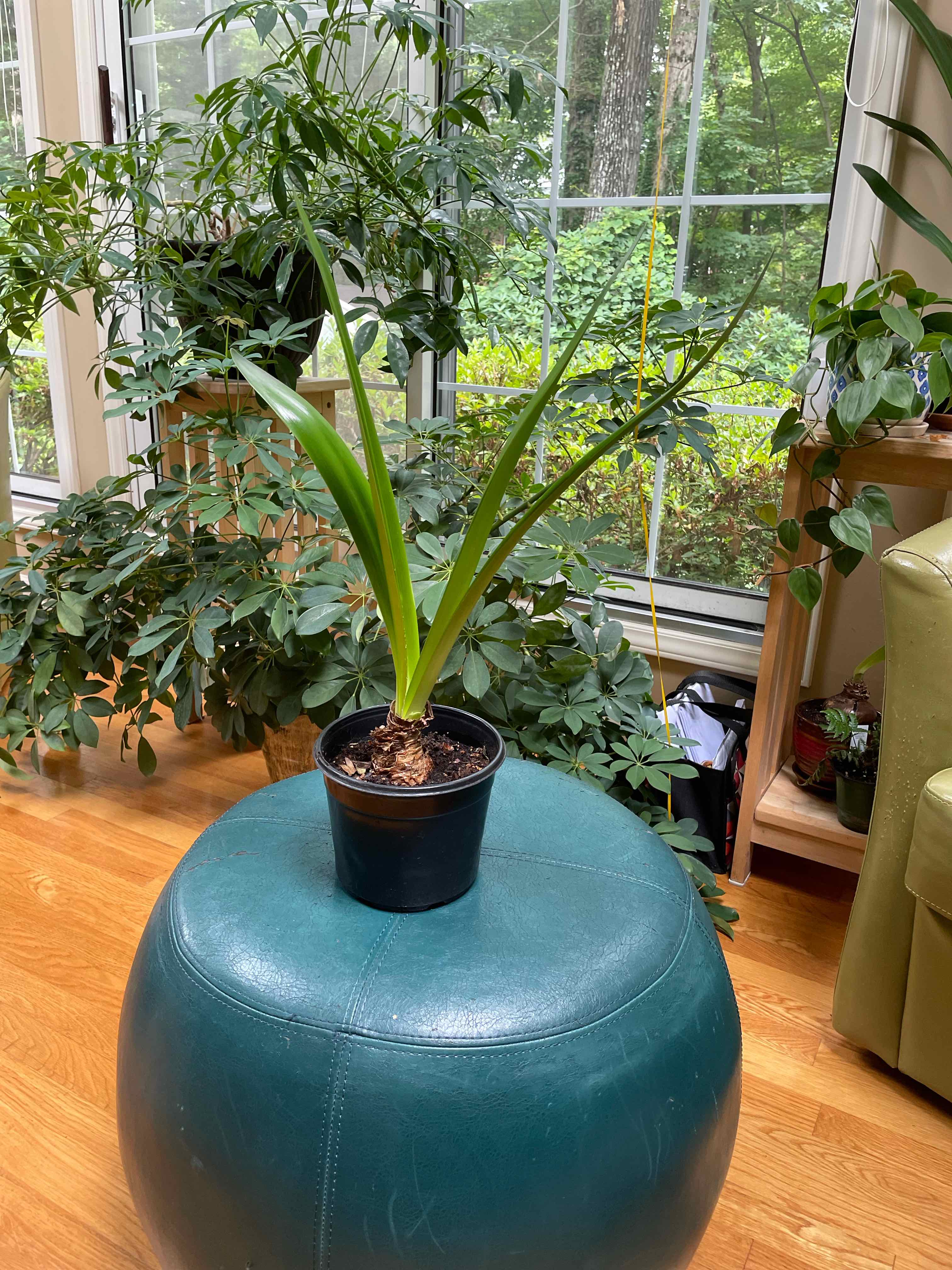Bush Lily plant in a pot on a teal ottoman, surrounded by other plants indoors.