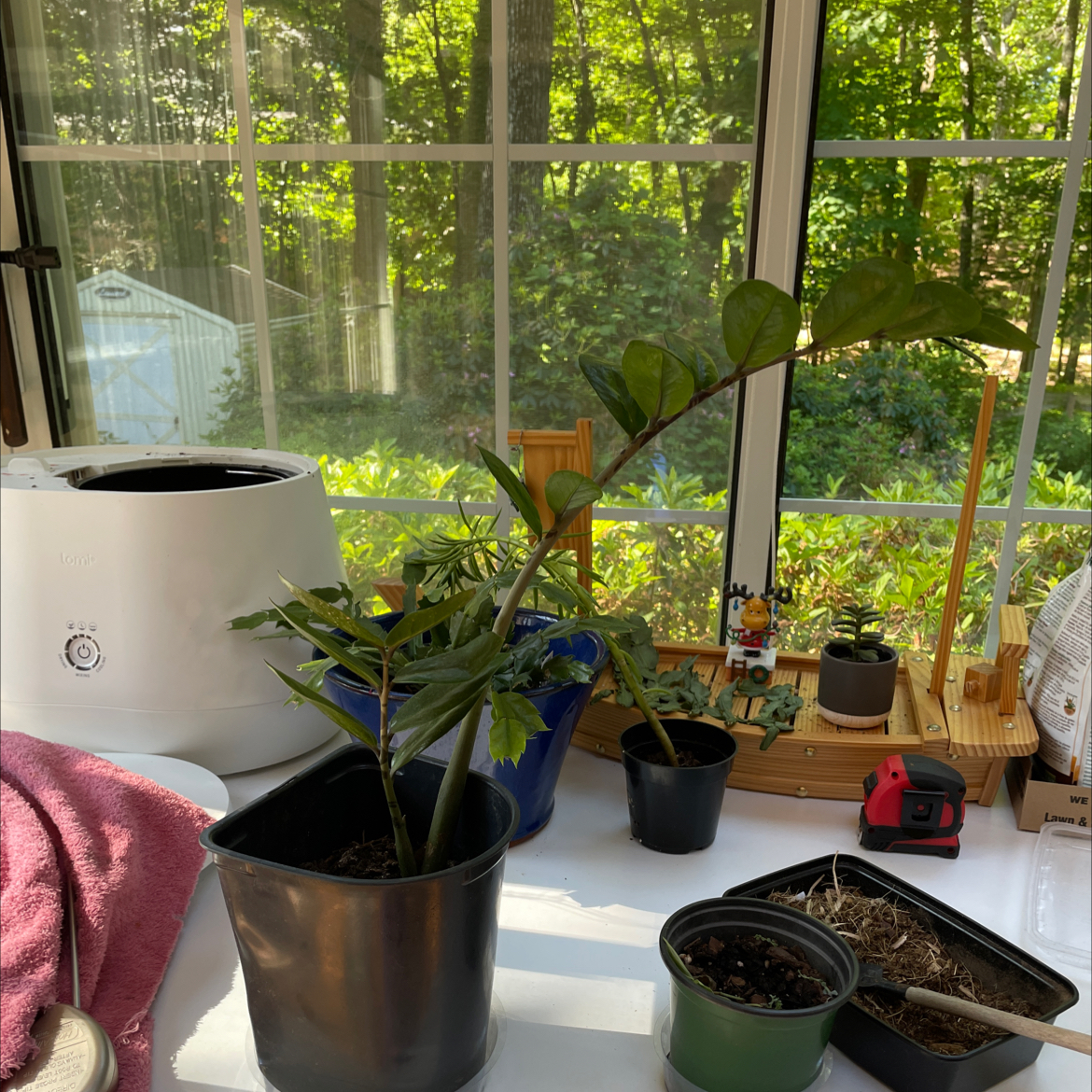Zamioculcas Zamiifolia plant photo by @JferLuvsConifers named Denali on Greg, the plant care app.