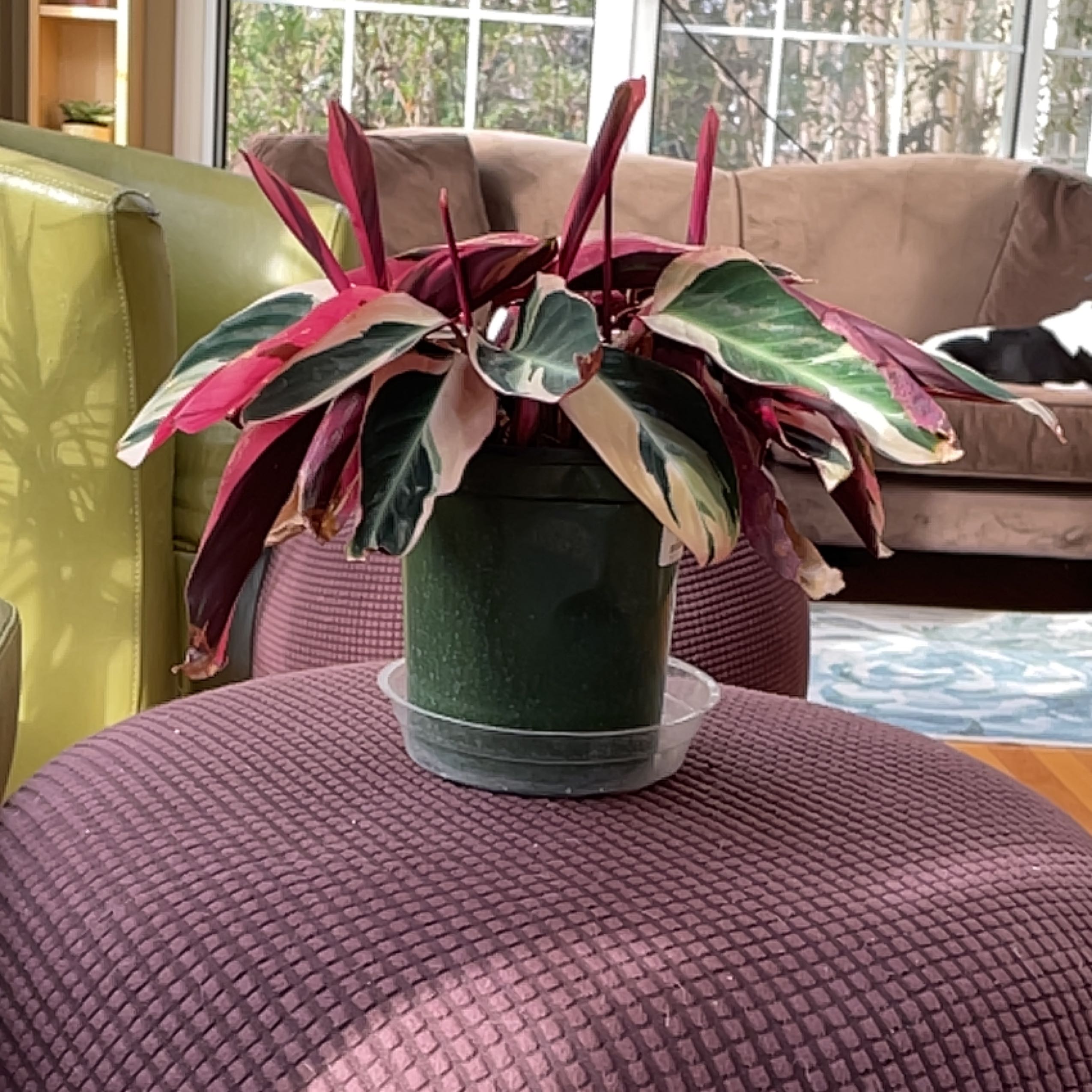 Stromanthe sanguinea 'Tricolor' plant in a pot with vibrant variegated leaves on a purple surface.