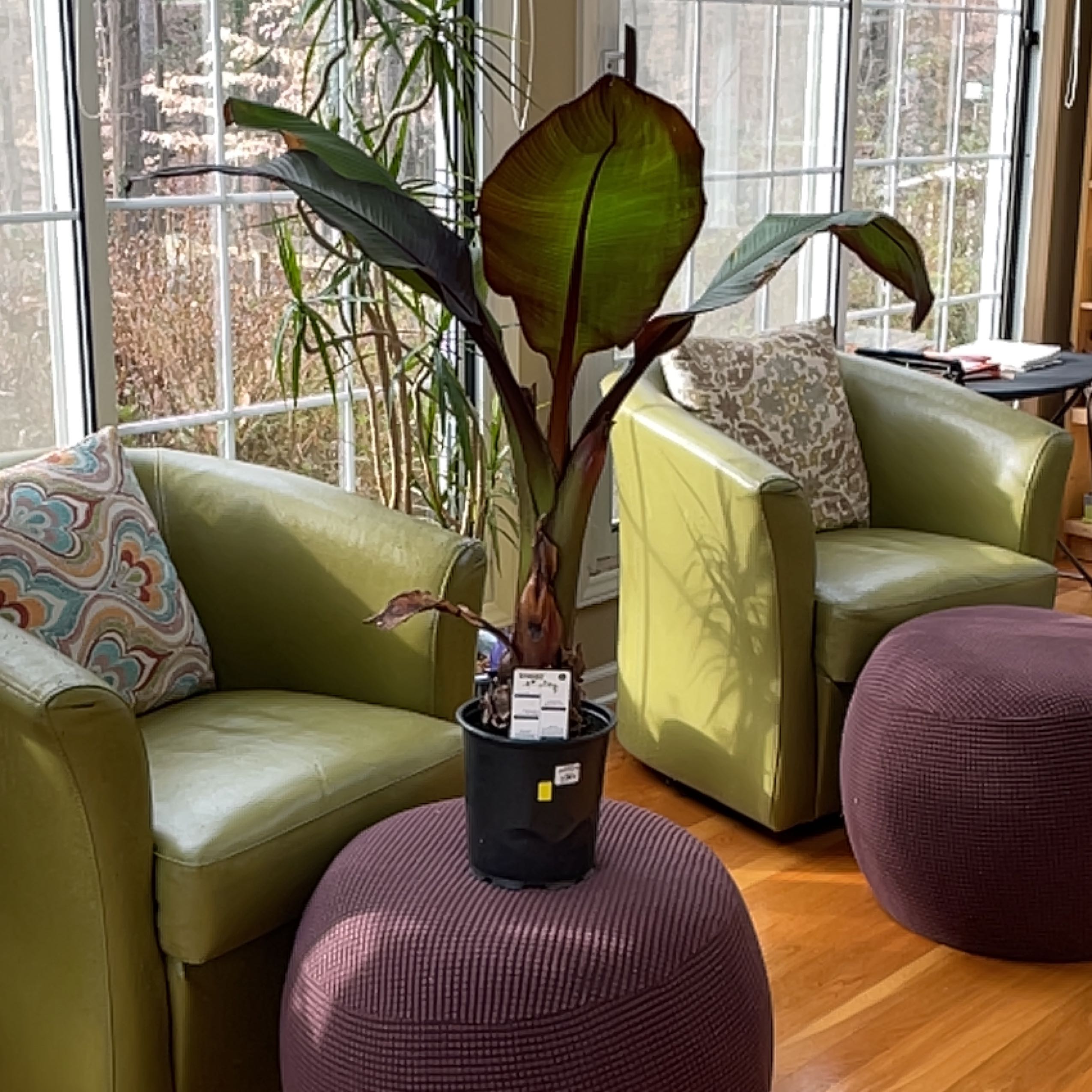A healthy Abyssinian Banana plant in a pot, placed on a purple ottoman in a well-lit indoor setting.
