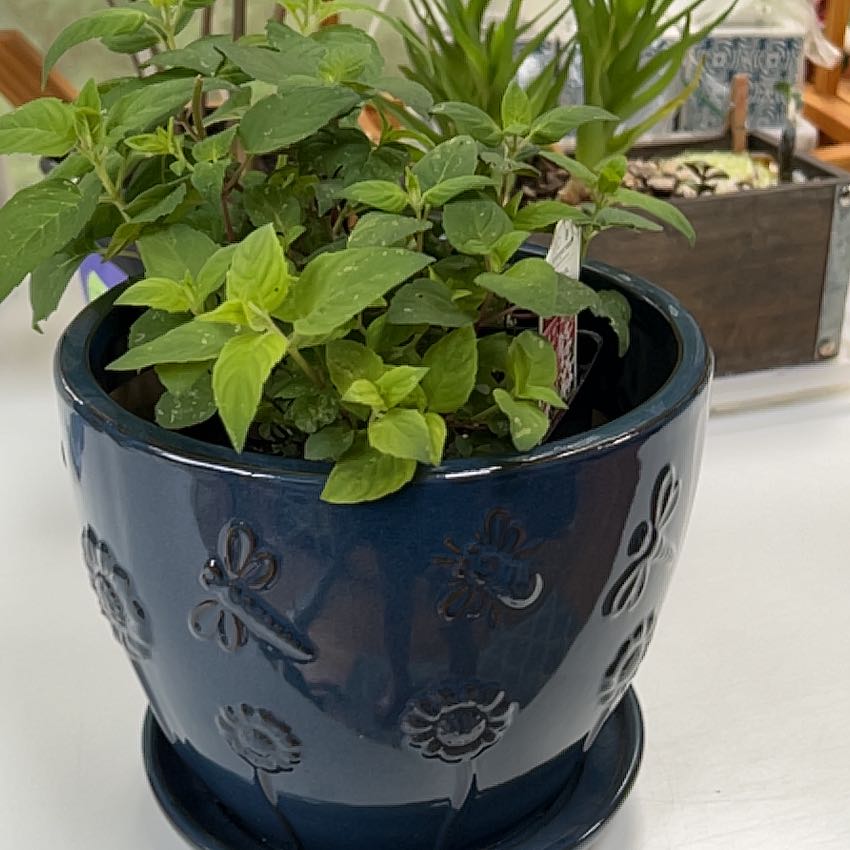 Potted Scarlet Beebalm plant in a decorative blue pot with other plants in the background.