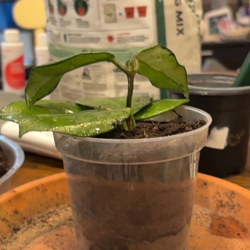 Photo of the plant species Speckled Hoya by @JferLuvsConifers named Pippi on Greg, the plant care app