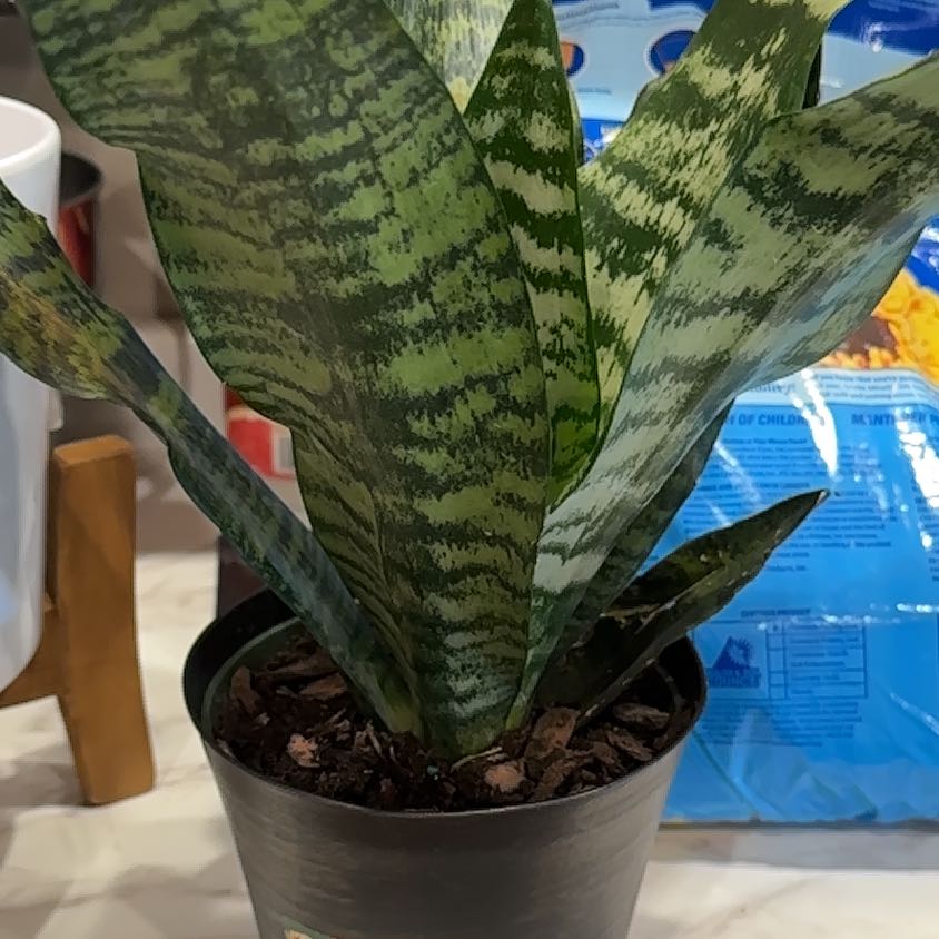 Sansevieria 'Frozen' plant in a black pot with variegated leaves.