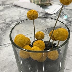 Photo of the plant species Billy Buttons by @SportLukiwan named Fernie Saunders on Greg, the plant care app