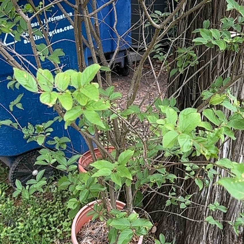 Photo of the plant species Tree-of-Heaven by @SportLukiwan named Baesil on Greg, the plant care app