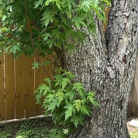 Photo of the plant species Silver Maple by @SportLukiwan named Orwell on Greg, the plant care app