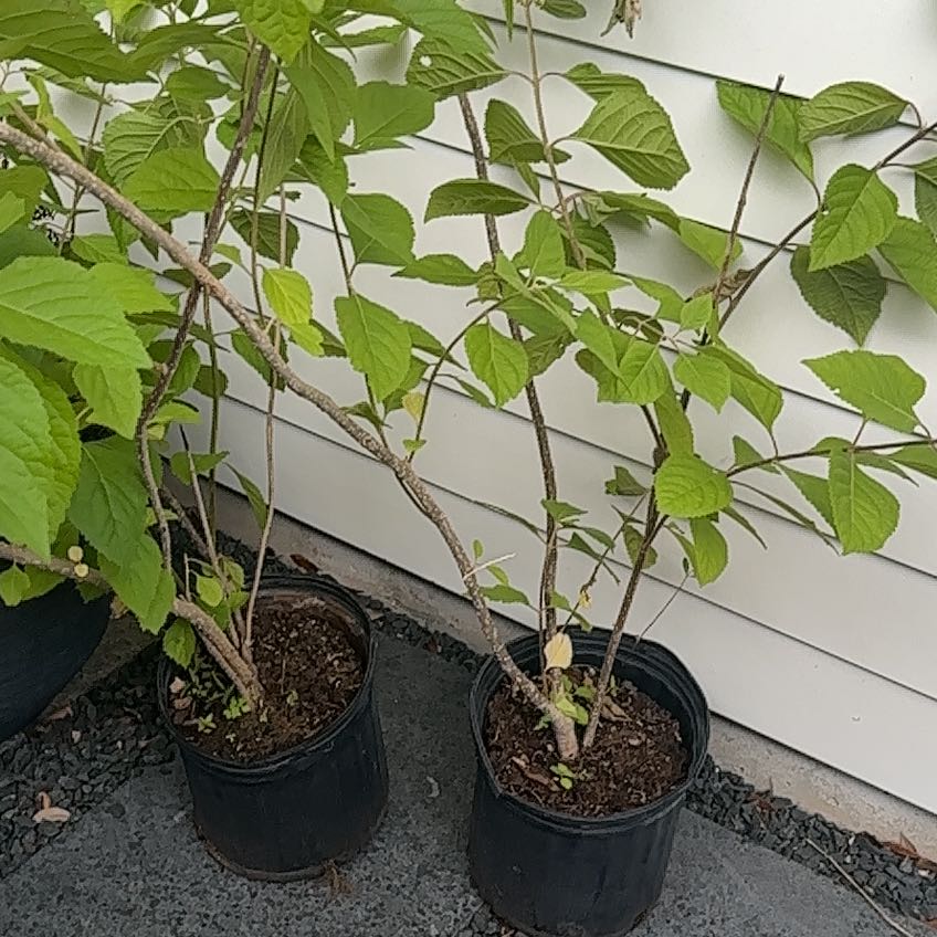 Photo of the plant species Beautyberry by @SportLukiwan named Beyonce on Greg, the plant care app