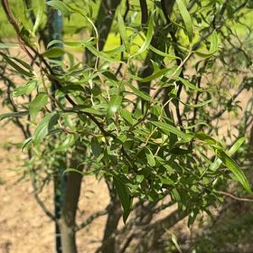 Photo of the plant species Corkscrew Willow by @WhizbangBegonia named Rainier on Greg, the plant care app