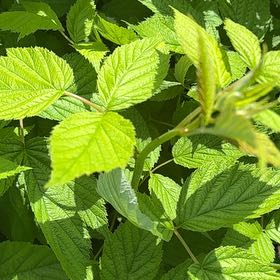 Photo of the plant species European Red Raspberry by @WhizbangBegonia named Khaleesi on Greg, the plant care app