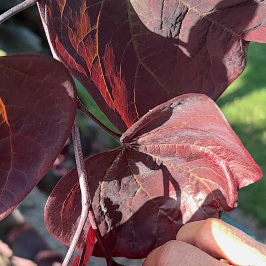 Photo of the plant species Western Redbud by @WhizbangBegonia named Fernie Saunders on Greg, the plant care app