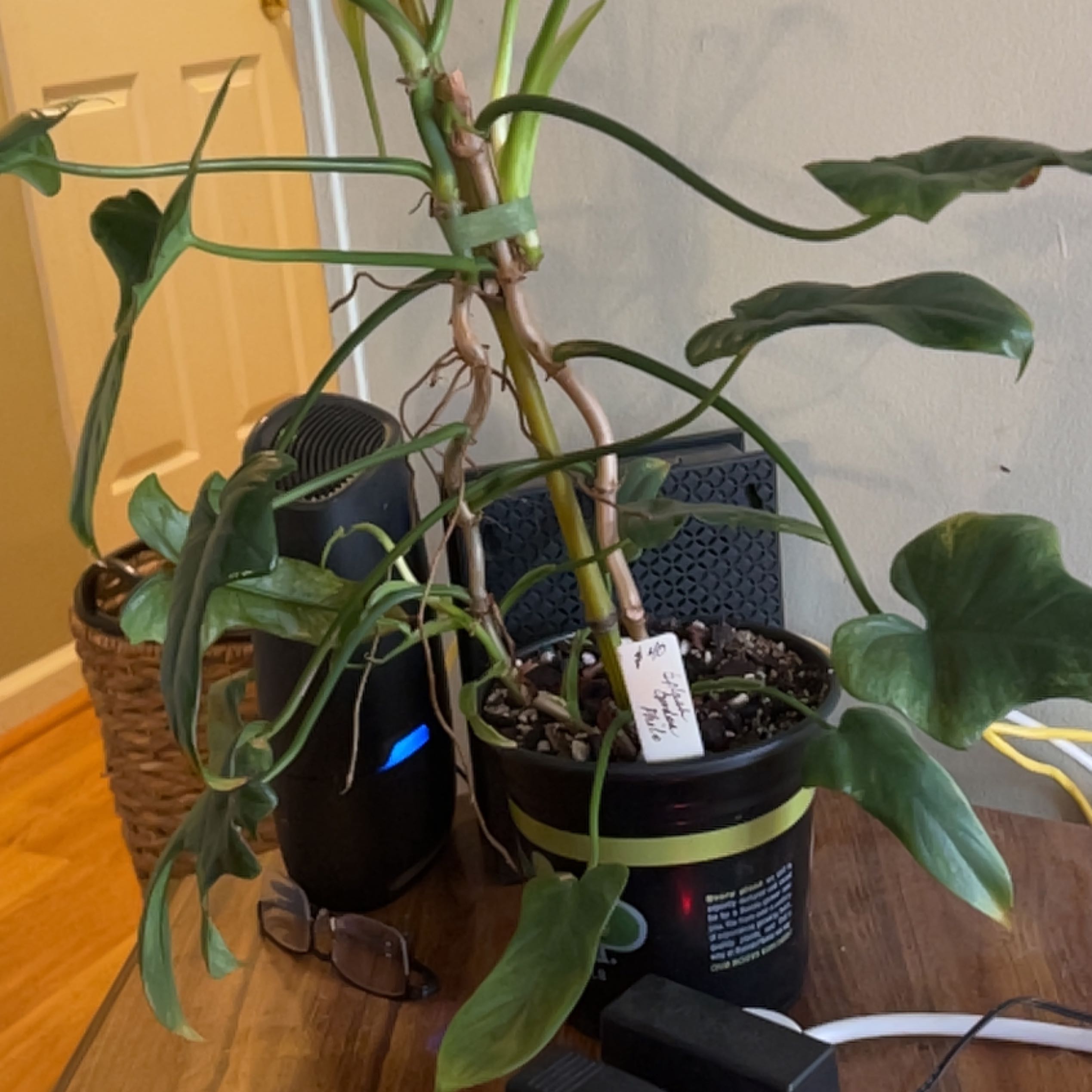 Photo of the plant species Philodendron bipennifolium 'Splash Gordon' by @BubblyCalendula named Treeyoncé on Greg, the plant care app
