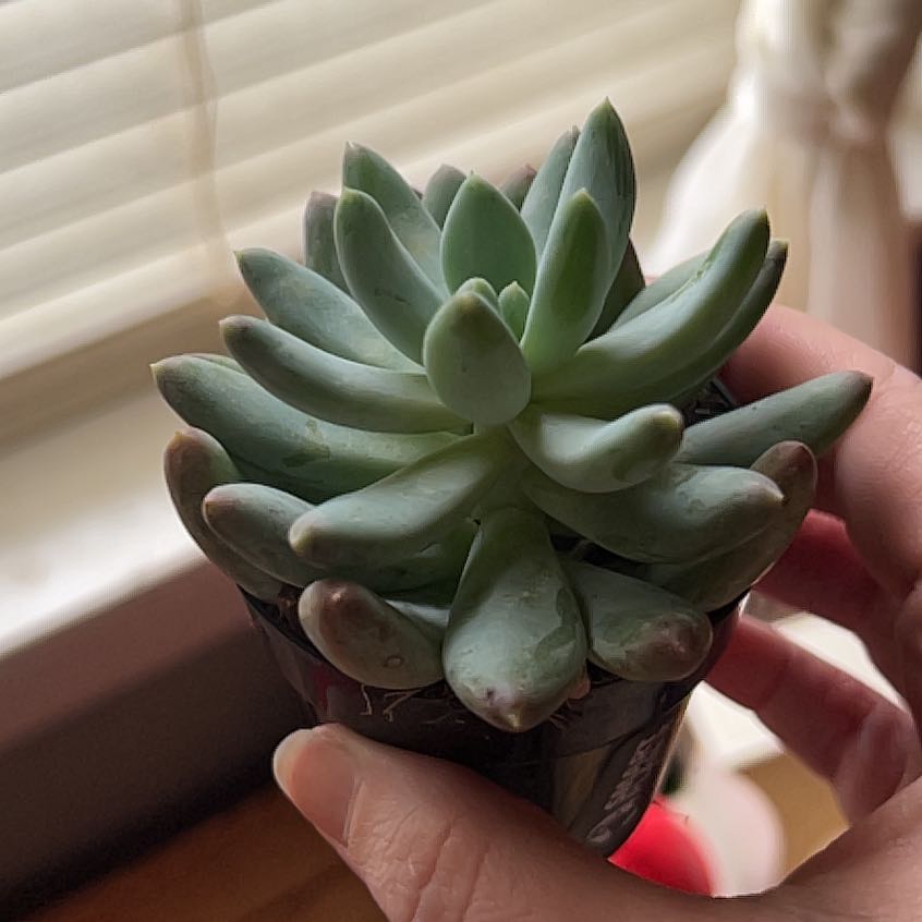 Pachyphytum 'Starburst' succulent held by a hand, appears healthy with plump leaves.
