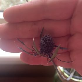 Photo of the plant species Pitcher's Thistle by @SapientMarimo named Gates on Greg, the plant care app
