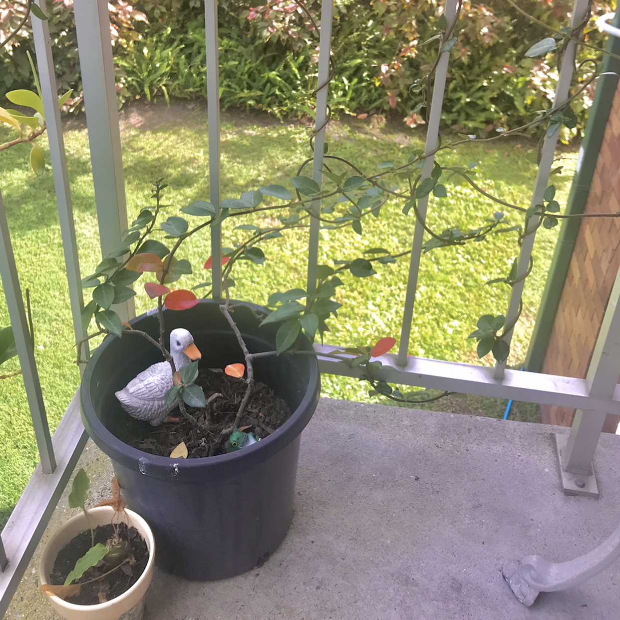 Photo of the plant species Star Jasmine by @Ughitsdon named Jasmine on Greg, the plant care app