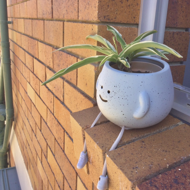 Spider Plant uploaded to the Greg plant app by @Ughitsdon