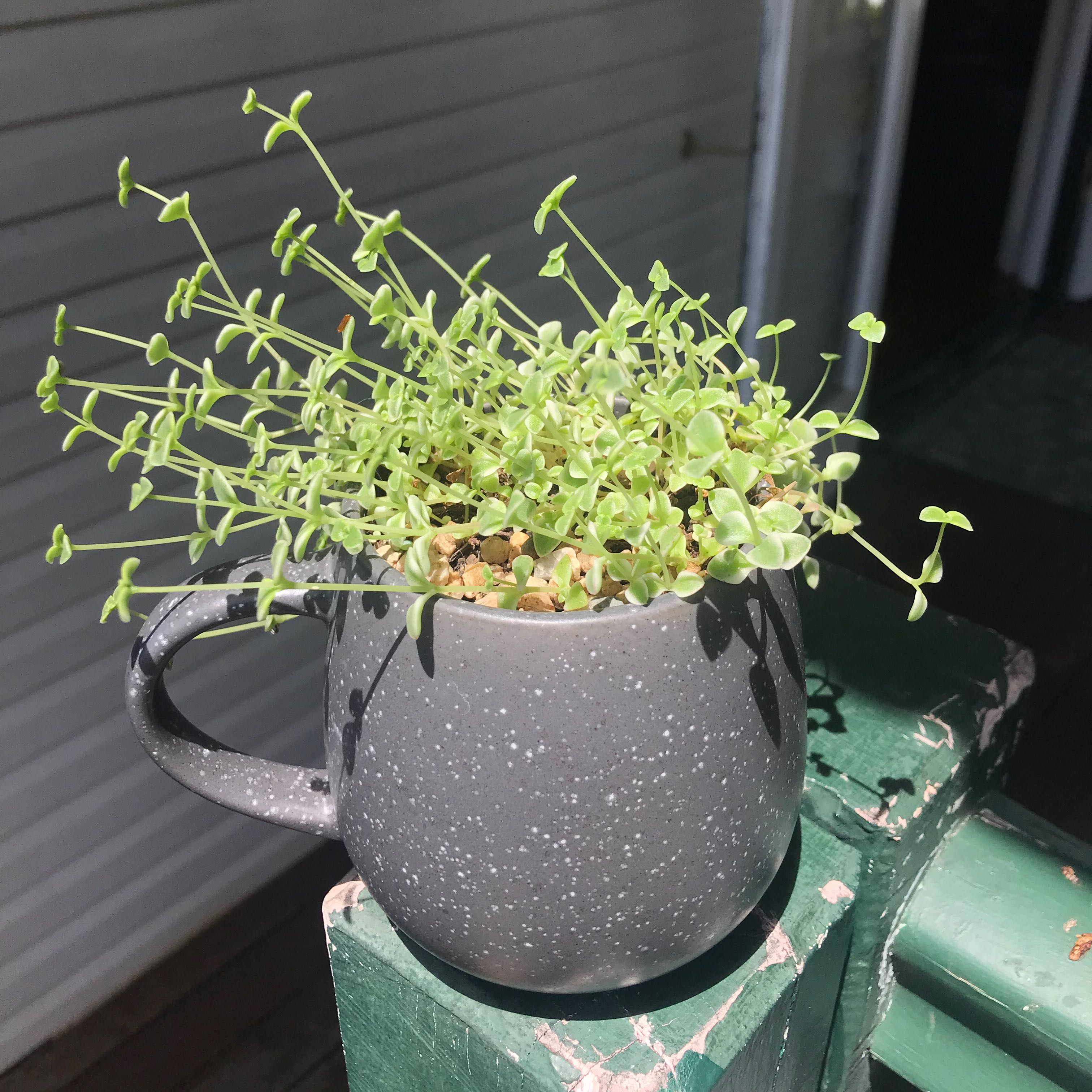 Potted Calico Kitten plant in a mug-like container on a porch.