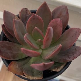 Photo of the plant species graptoveria supreme by @CalmBlueech named Lavender on Greg, the plant care app