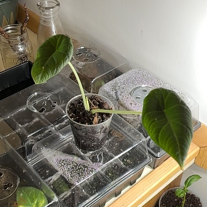 Photo of the plant species Dragon moon by @SirDeathcamas named Cleopatra on Greg, the plant care app