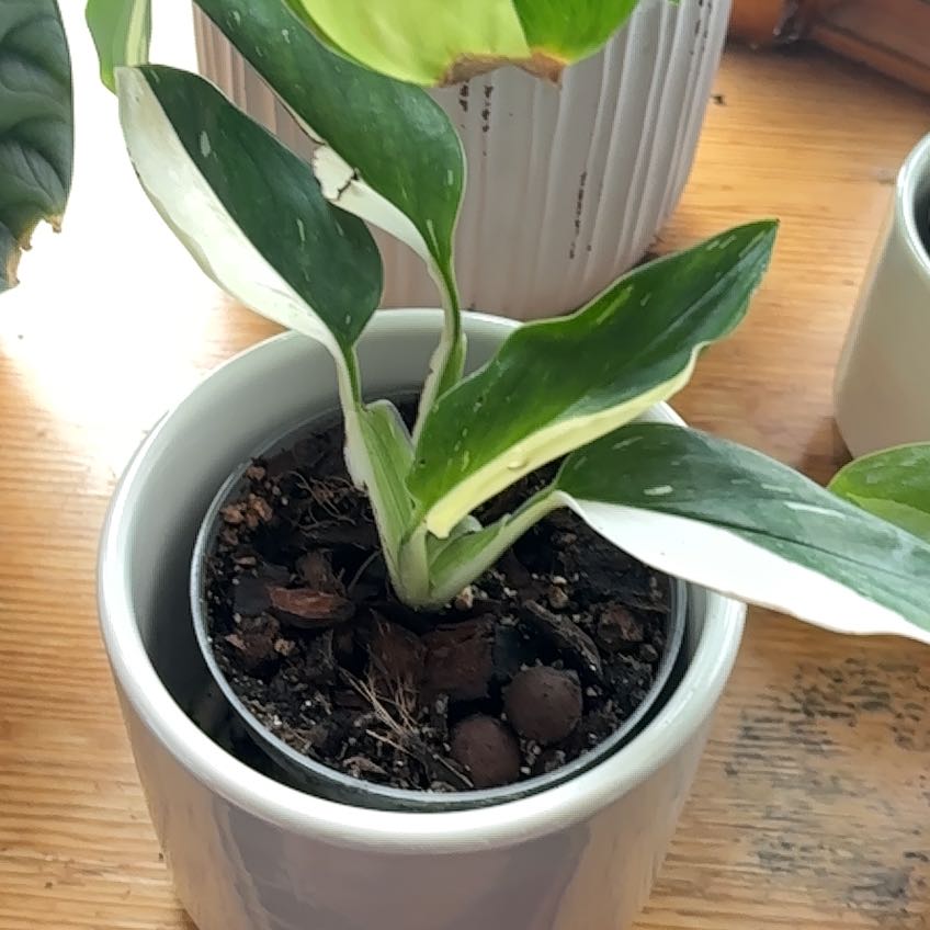 Photo of the plant species Epipremium Albo by @SirDeathcamas named Gaga on Greg, the plant care app