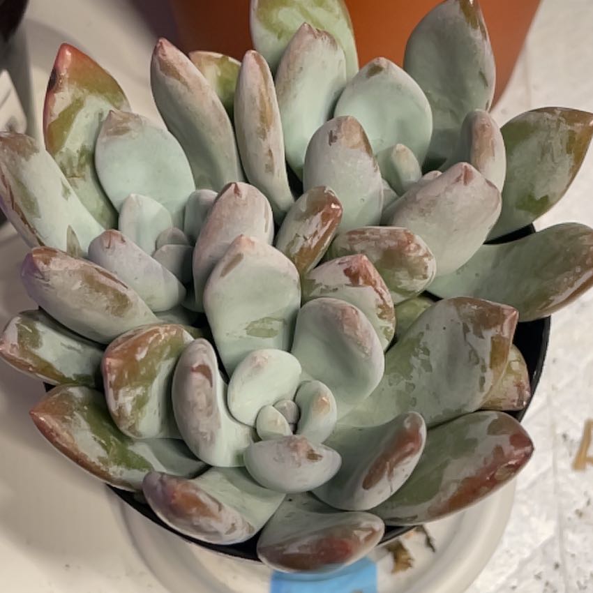 Photo of the plant species Powder Puff by @HappyOasis named Luna on Greg, the plant care app