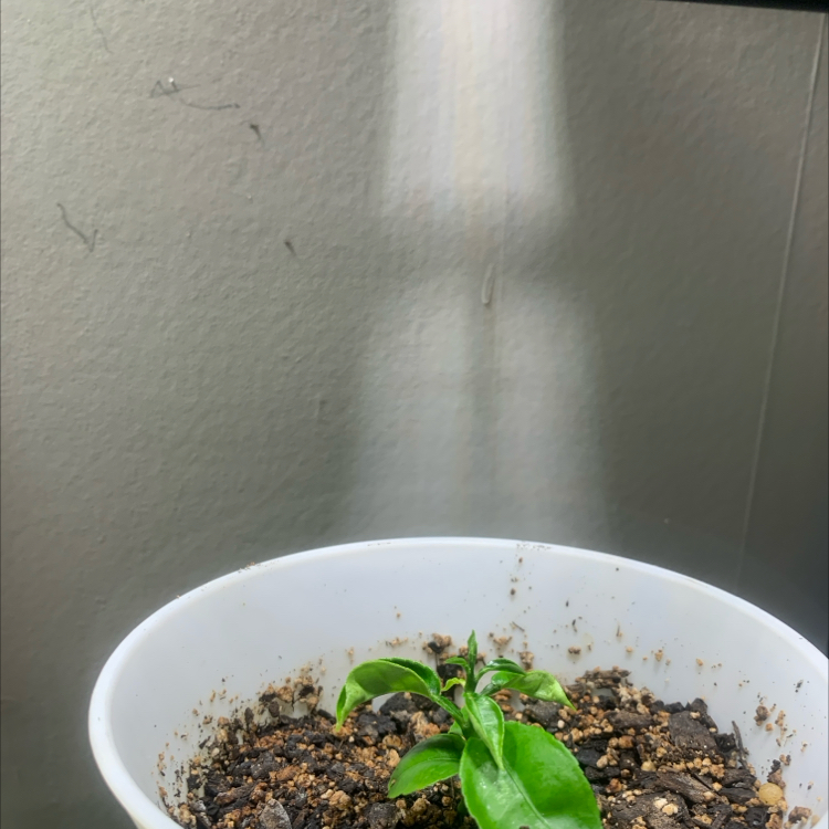 Young Grapefruit Tree in a white pot with visible soil and healthy green leaves.