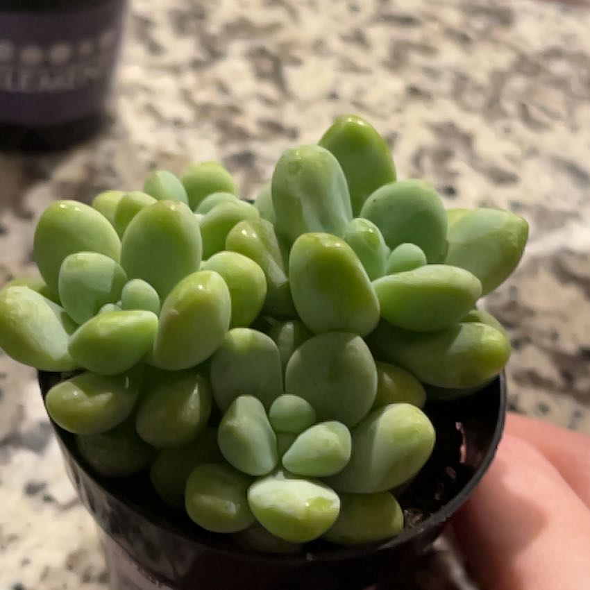 Healthy Sedum treleasei succulent with plump green leaves in a small pot.