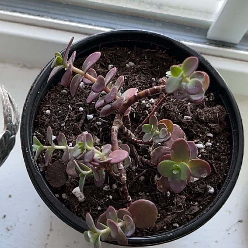 Photo of the plant species SunSparkler™️ Cherry Tart Sedum by @FullAppletree named Cherry on Greg, the plant care app