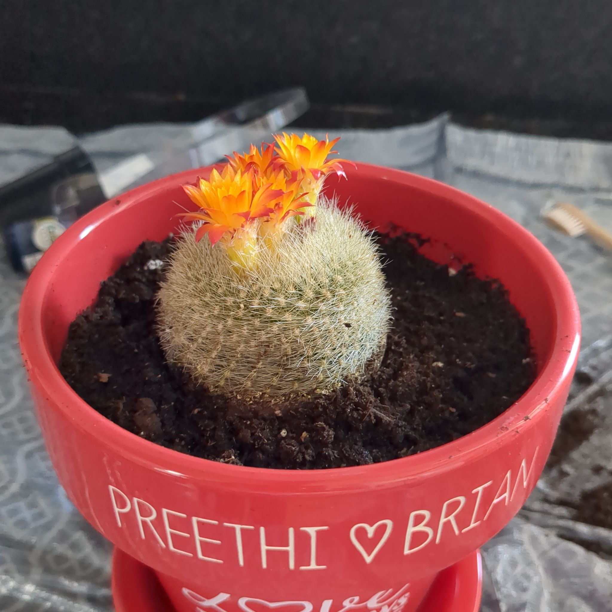 Orange Crown Cactus in a red pot with orange flowers, soil visible.