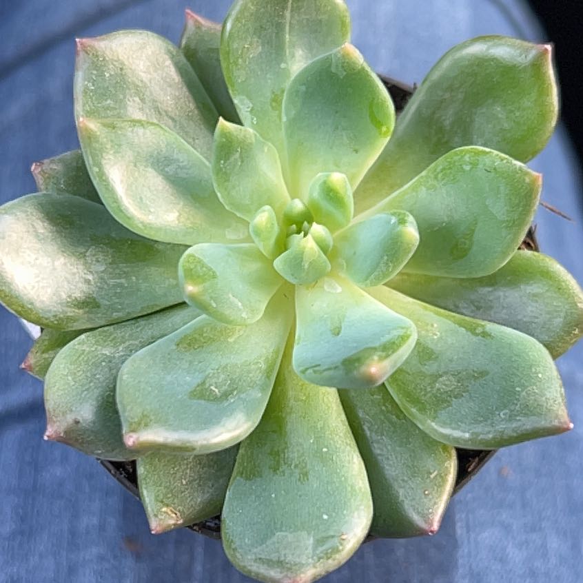 Sedeveria 'Dark Elf' succulent with green rosette leaves, well-centered and in focus.