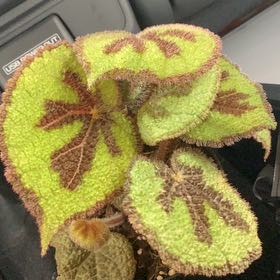 Morgan Treeman | A plant by @mttexneo on Greg