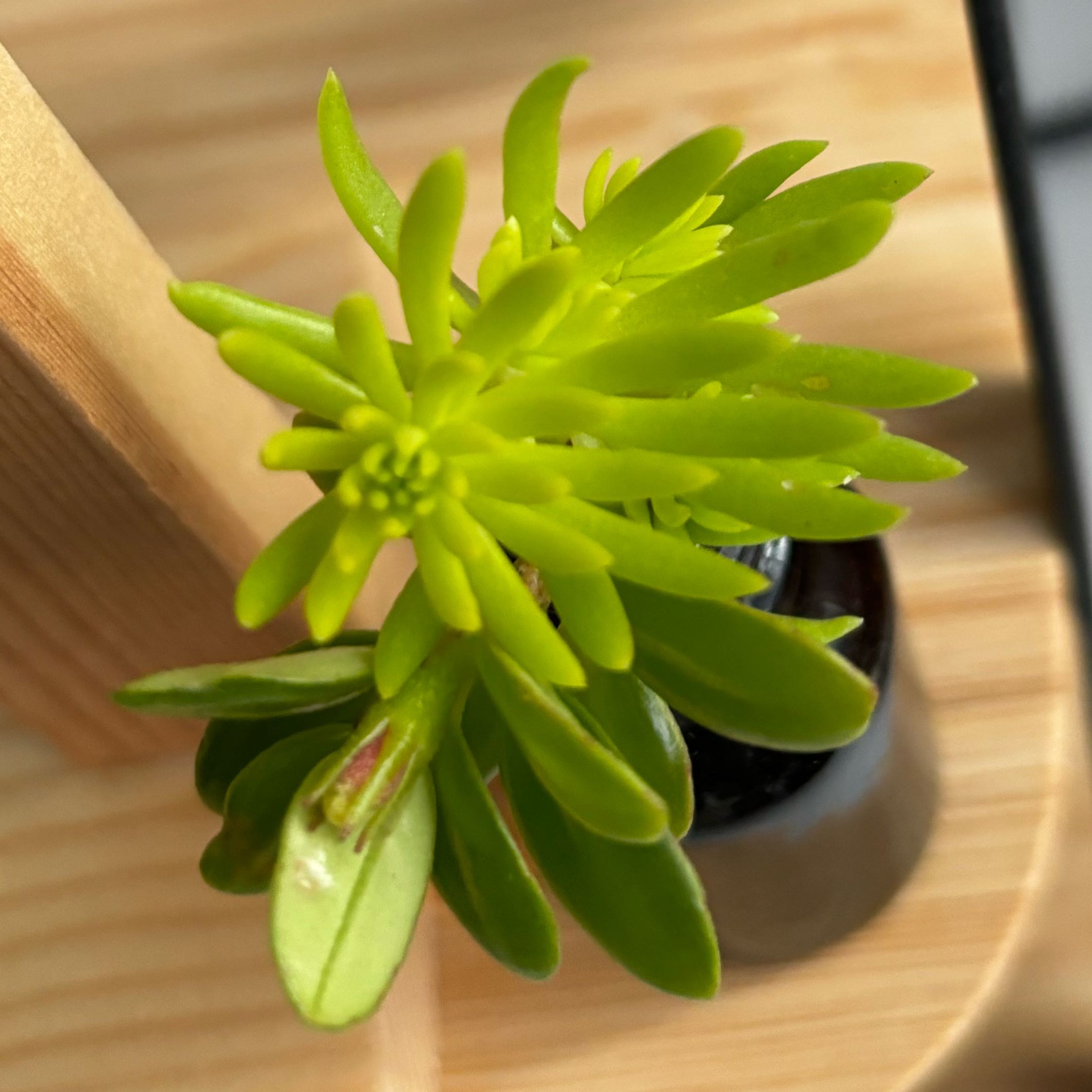 Photo of the plant species Mexican Stonecrop by @mttexneo named Queen on Greg, the plant care app