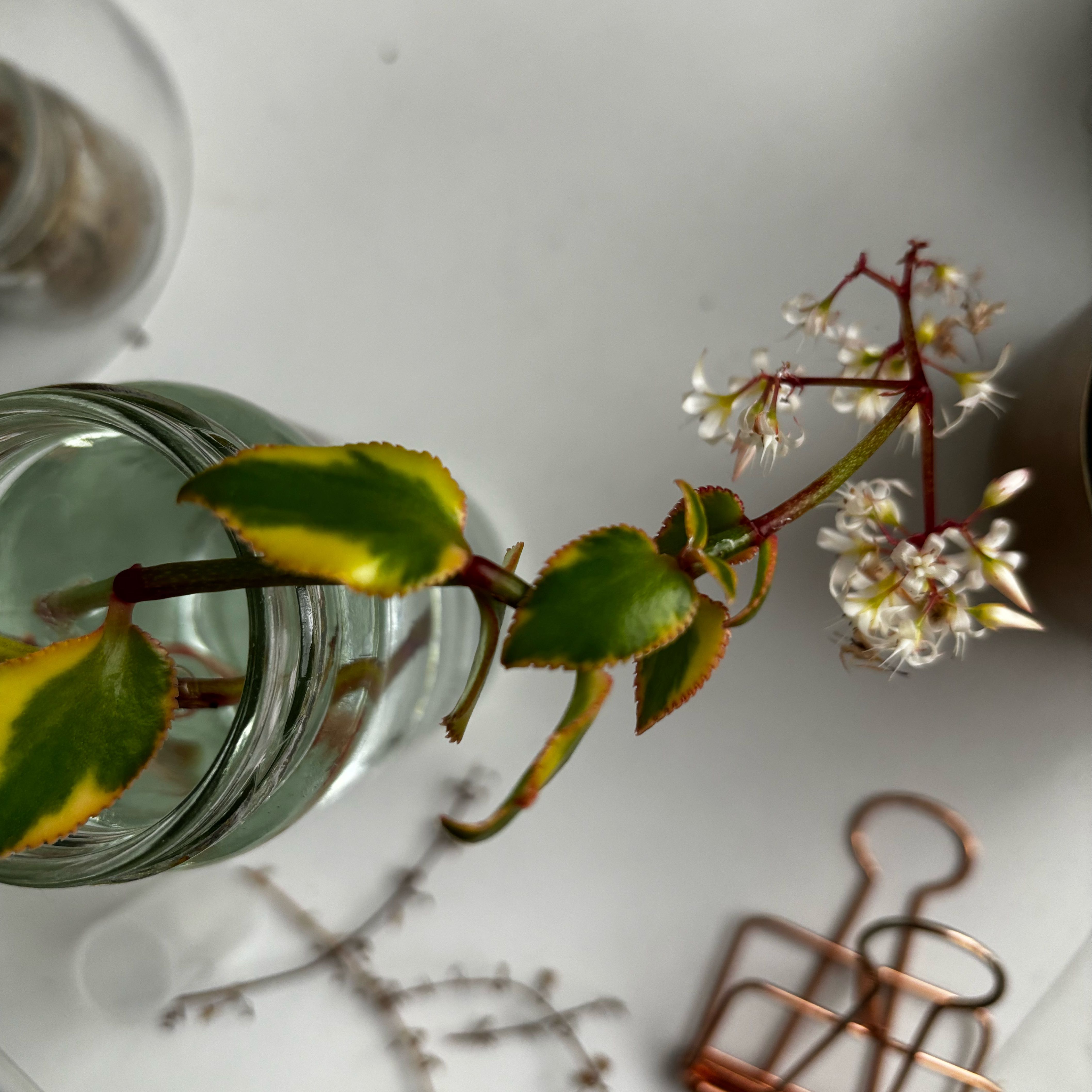 Photo of the plant species Crassula sarmentosa 'Variegata' by @mttexneo named Marilyn on Greg, the plant care app