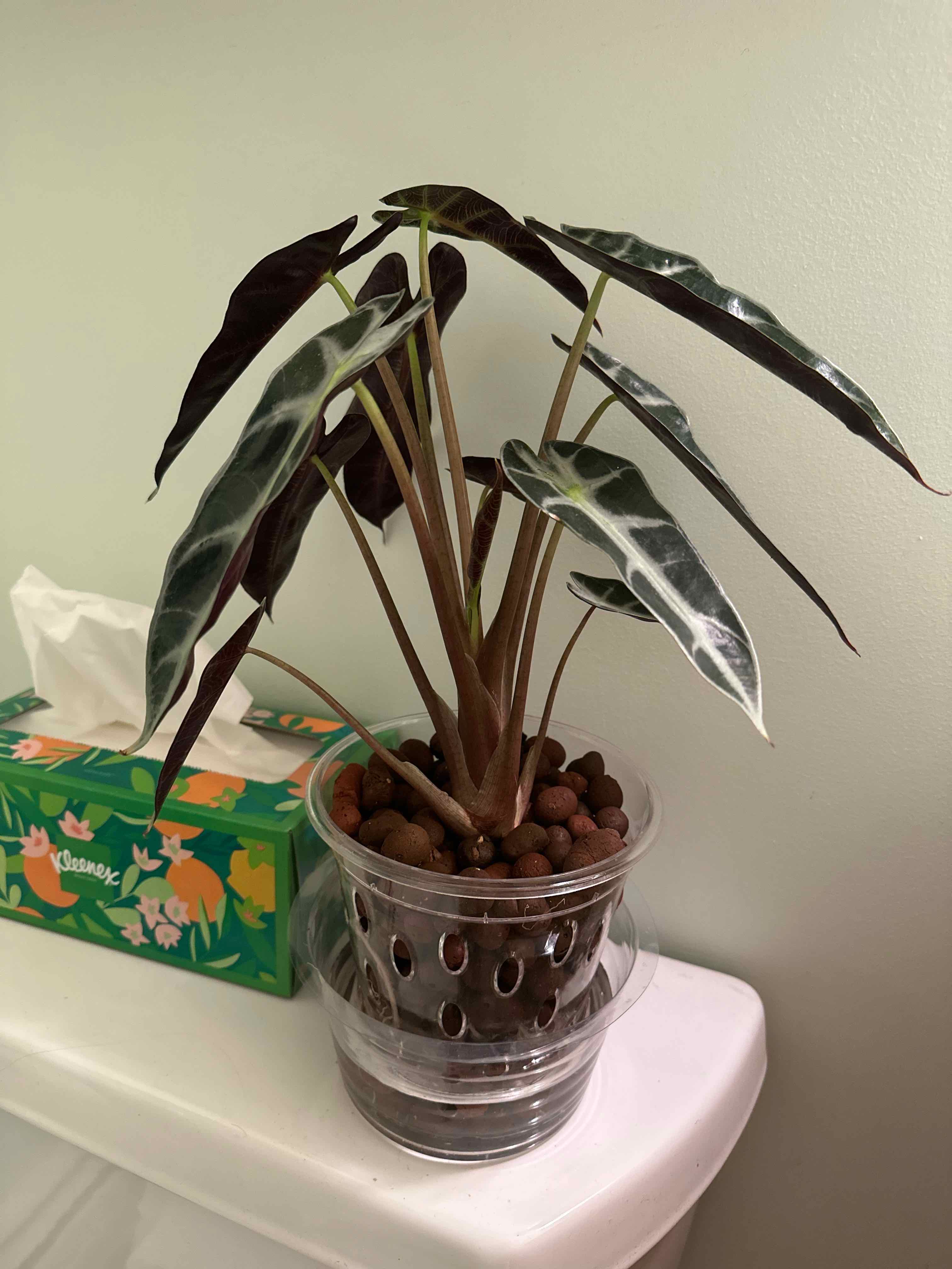 Alocasia Amazonica 'Polly' plant in a clear pot with LECA, healthy dark green leaves with white veins.