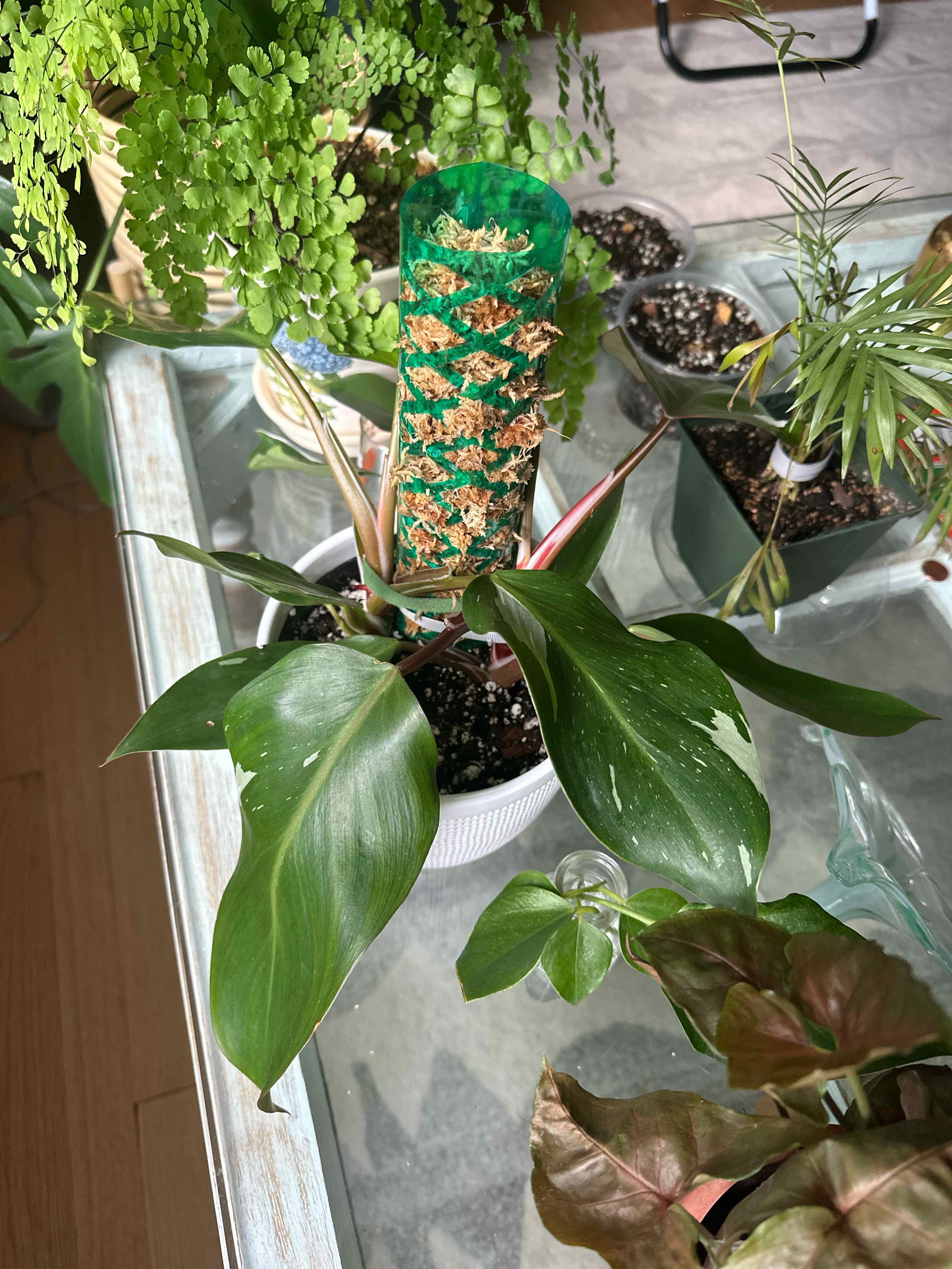 White Knight Philodendron in a pot with a support structure, surrounded by other plants.