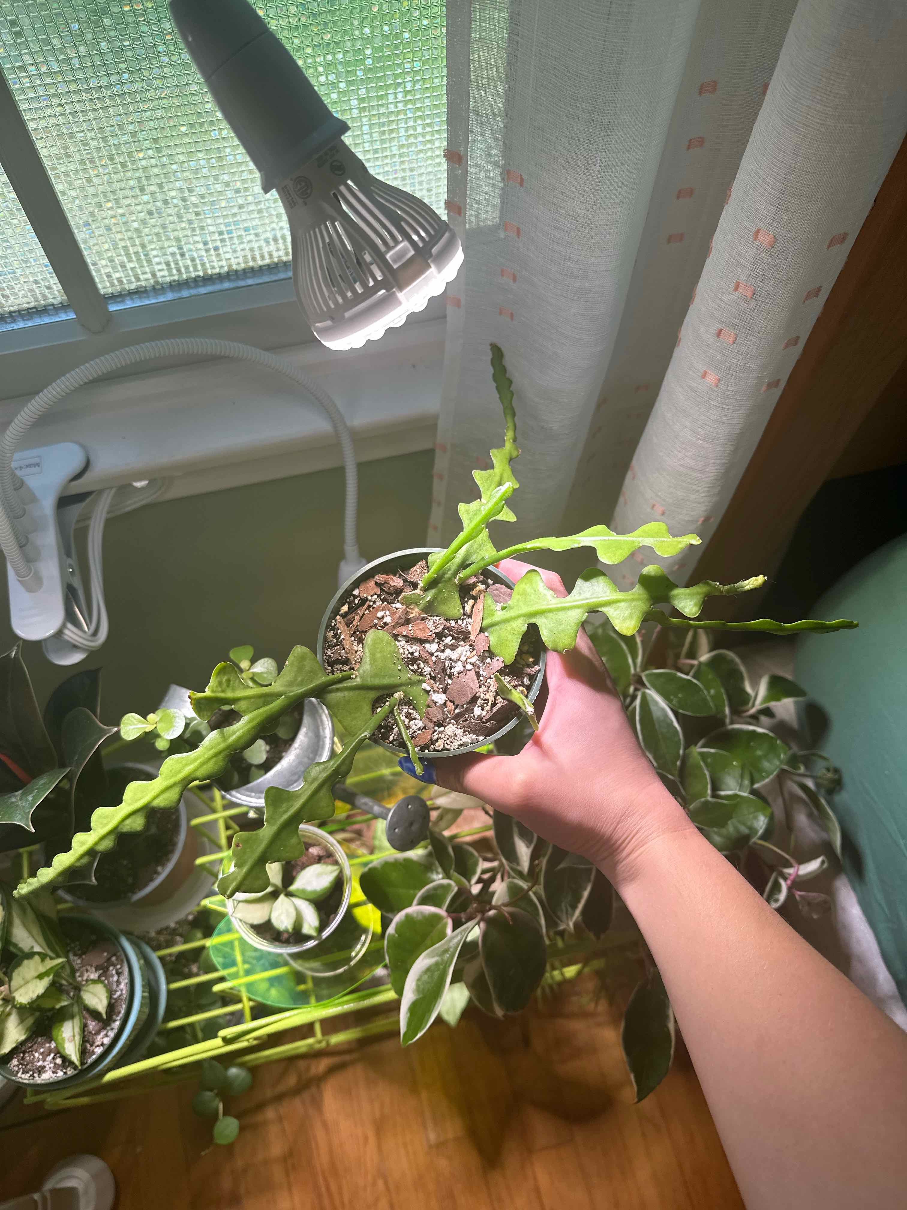 Fishbone Cactus being held under a grow light, with visible soil and healthy green leaves.
