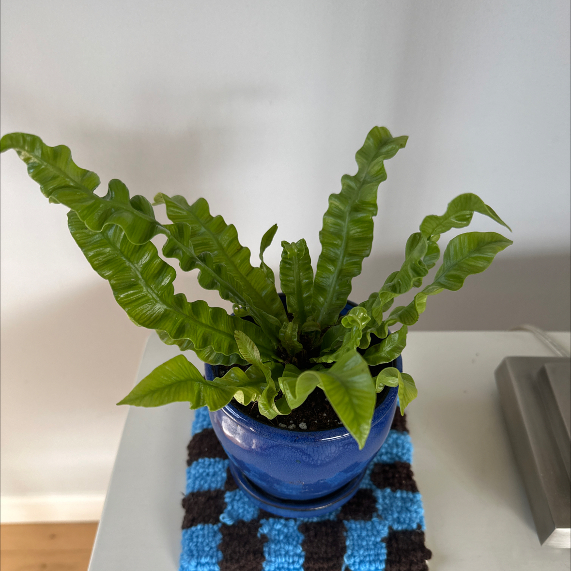 Hart's Tongue Fern in a blue pot on a checkered mat, healthy green leaves.