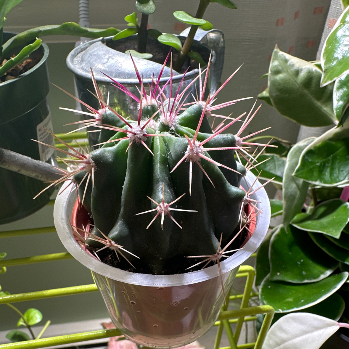 Texas Barrel Cactus in a small pot with prominent spines, surrounded by other plants.