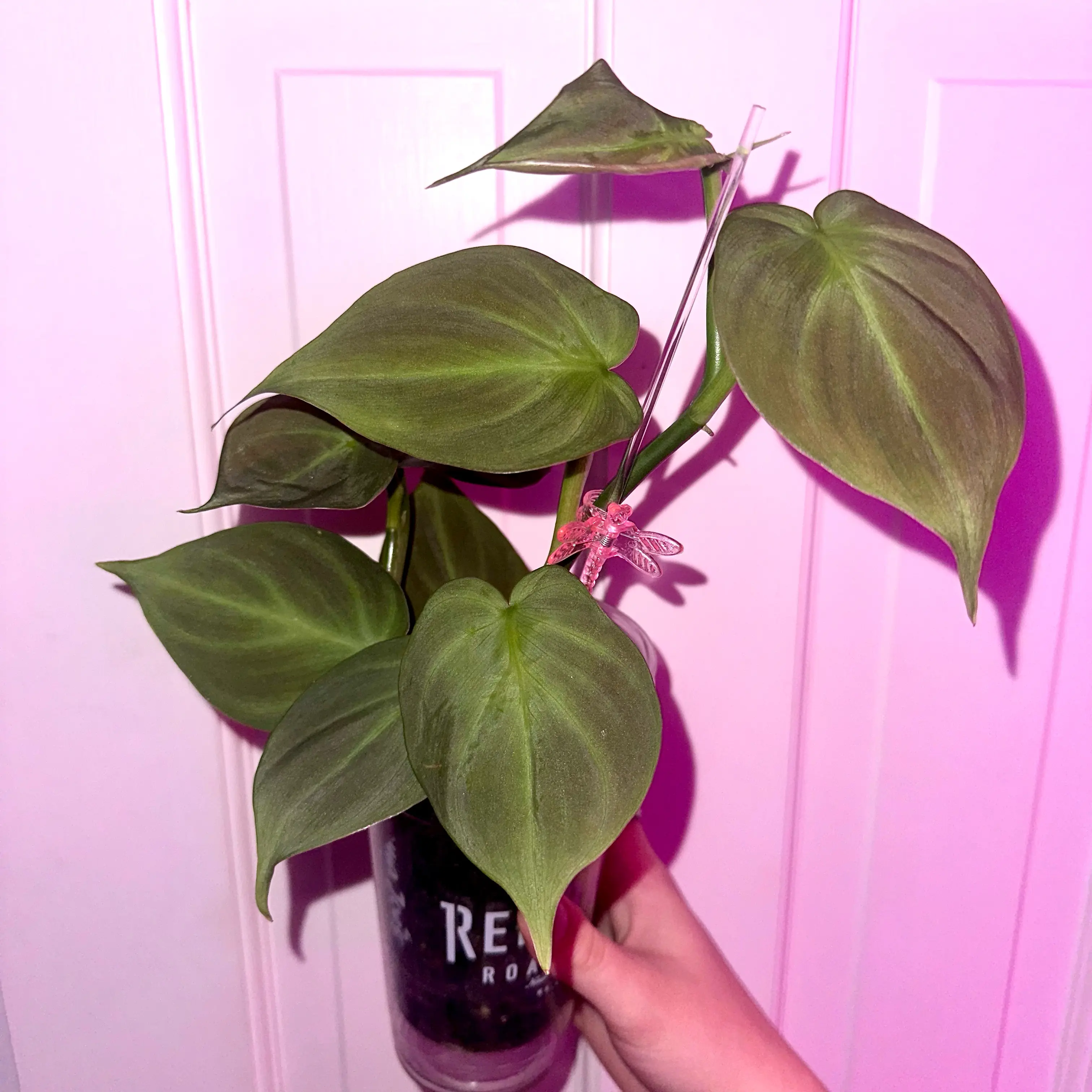 Camposportoanum Velvet Shield plant with vibrant green leaves held by a hand.