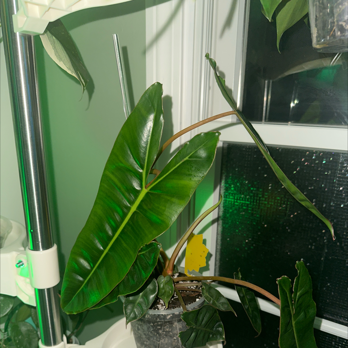 Philodendron billietiae plant with long, narrow green leaves in a pot near a window.