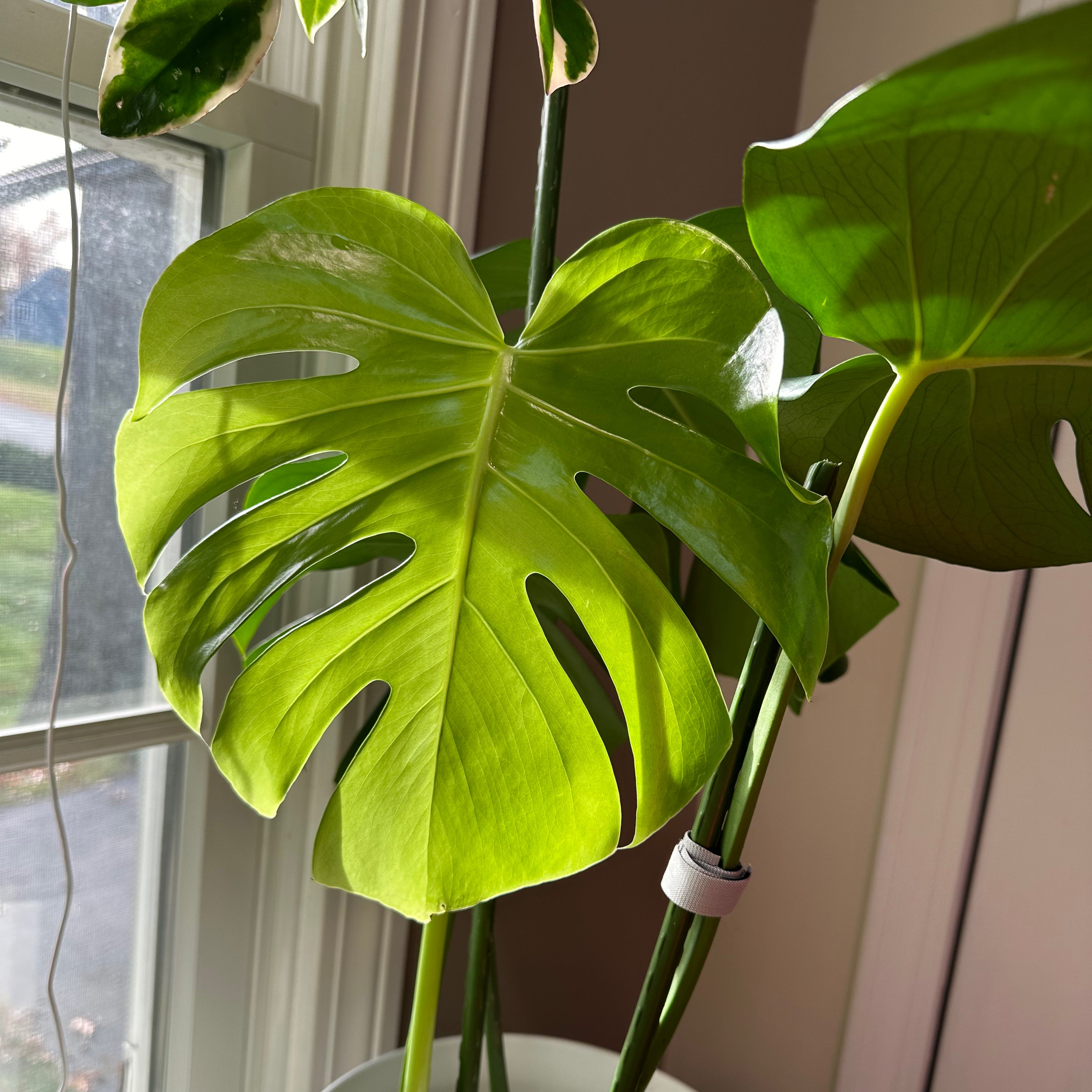 Is Monstera Toxic? Uncover the Truth About This Popular Plant