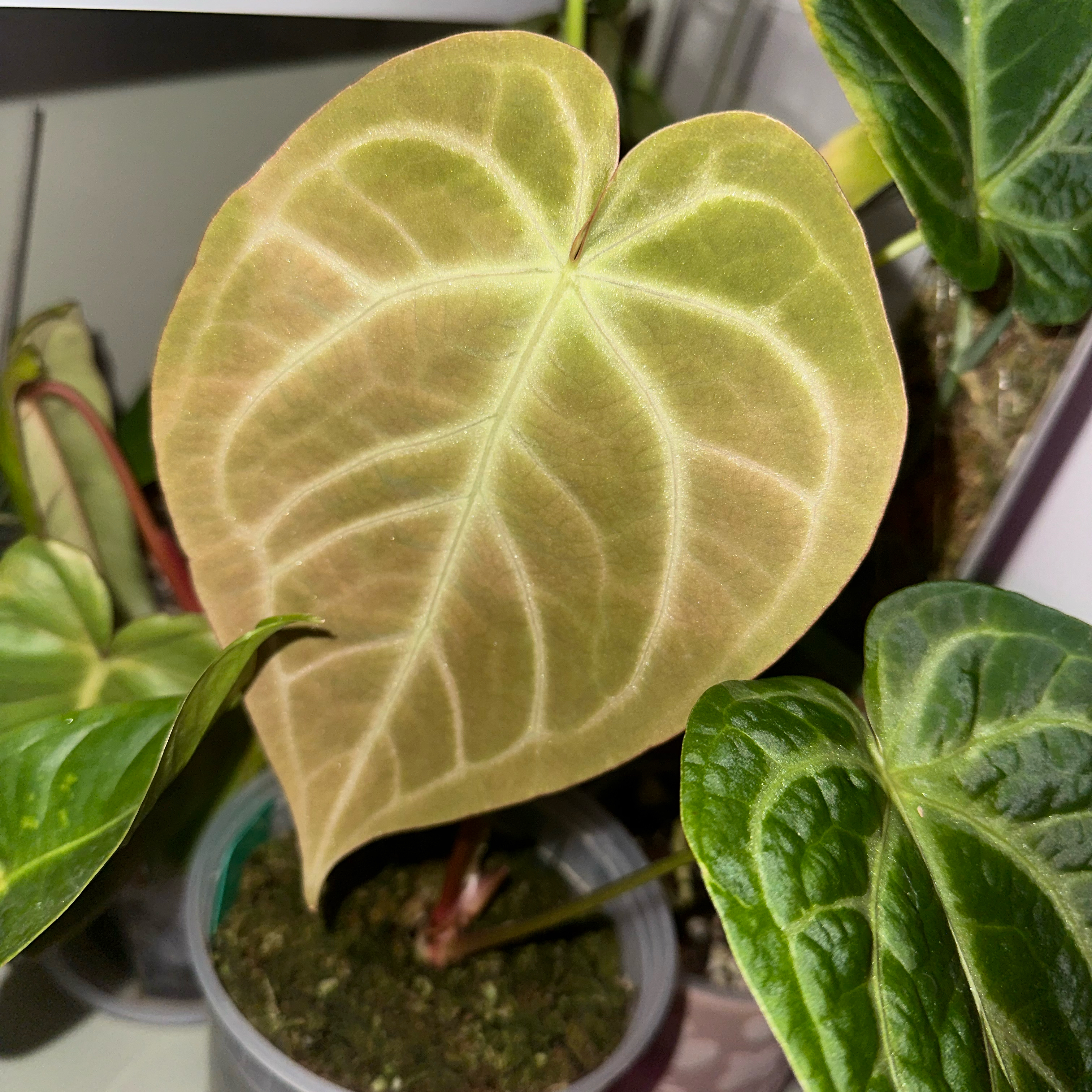 Anthurium magnificum plant with large, healthy, heart-shaped leaves and visible soil.