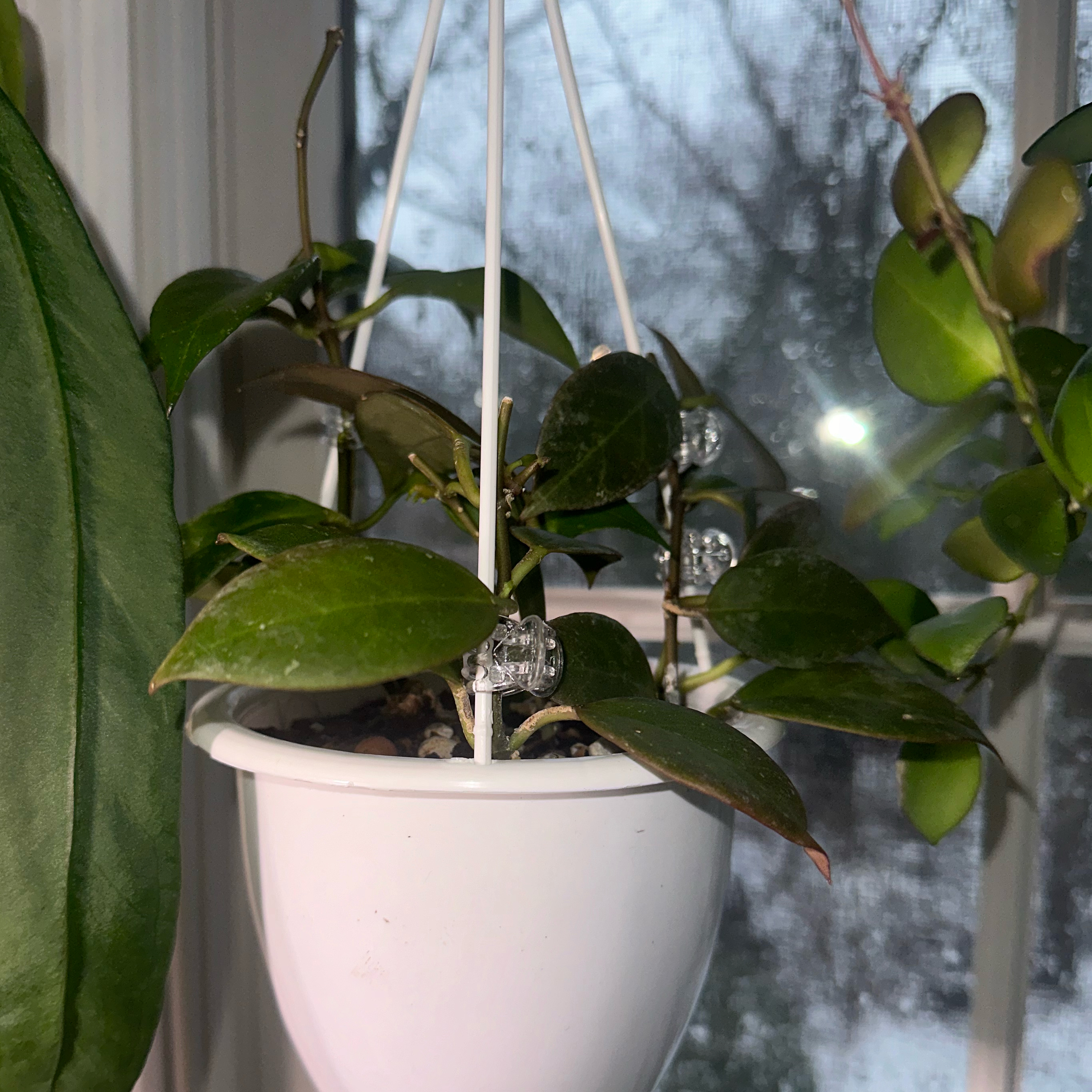 Hoya 'Sunrise' plant in a white hanging pot near a window.