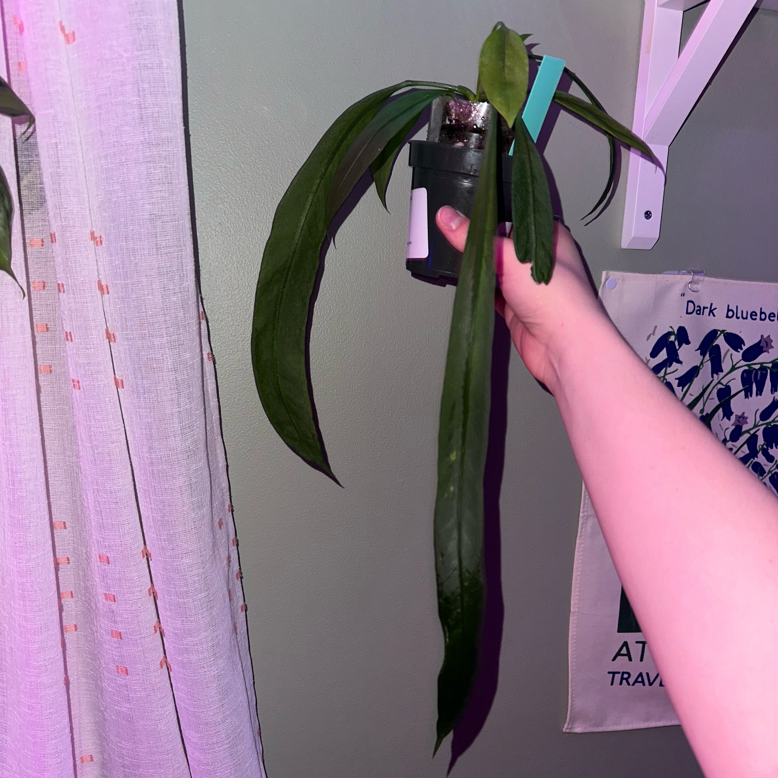 Anthurium vittariifolium plant with long, narrow leaves being held by a hand.