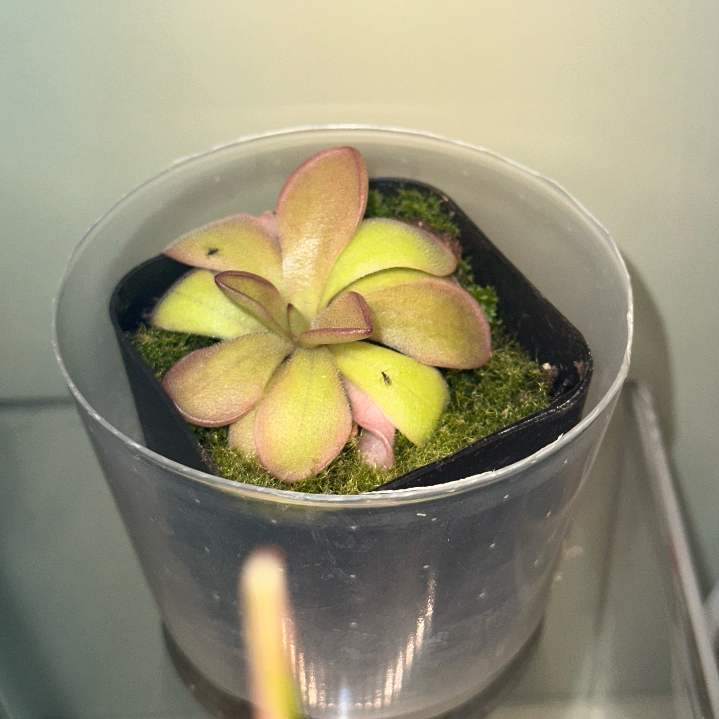 Photo of the plant species pinguicula laueana 'Red' by @kmaytender named Stella on Greg, the plant care app