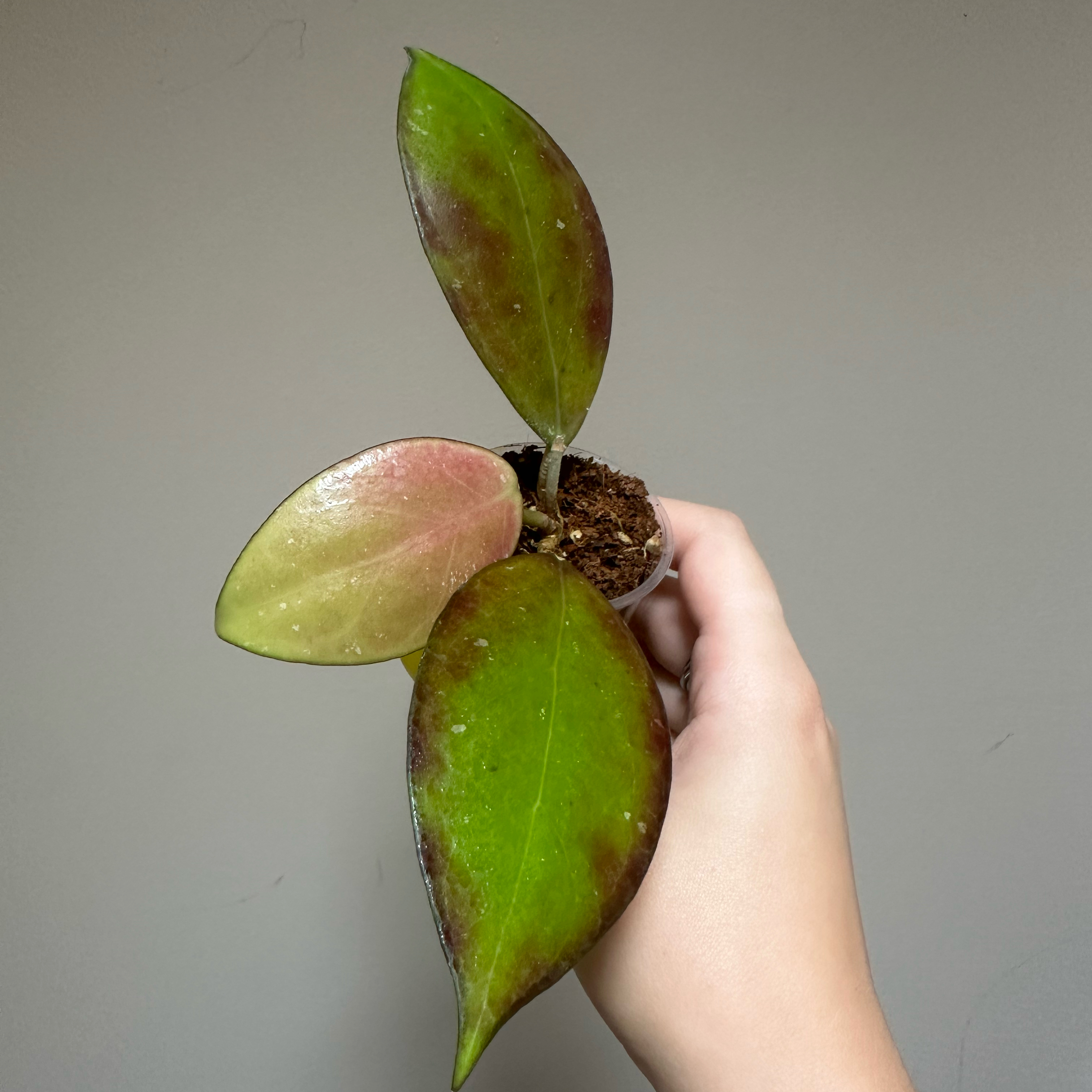 Photo of the plant species Hoya 'Jordana' by @kmaytender named Jordie on Greg, the plant care app