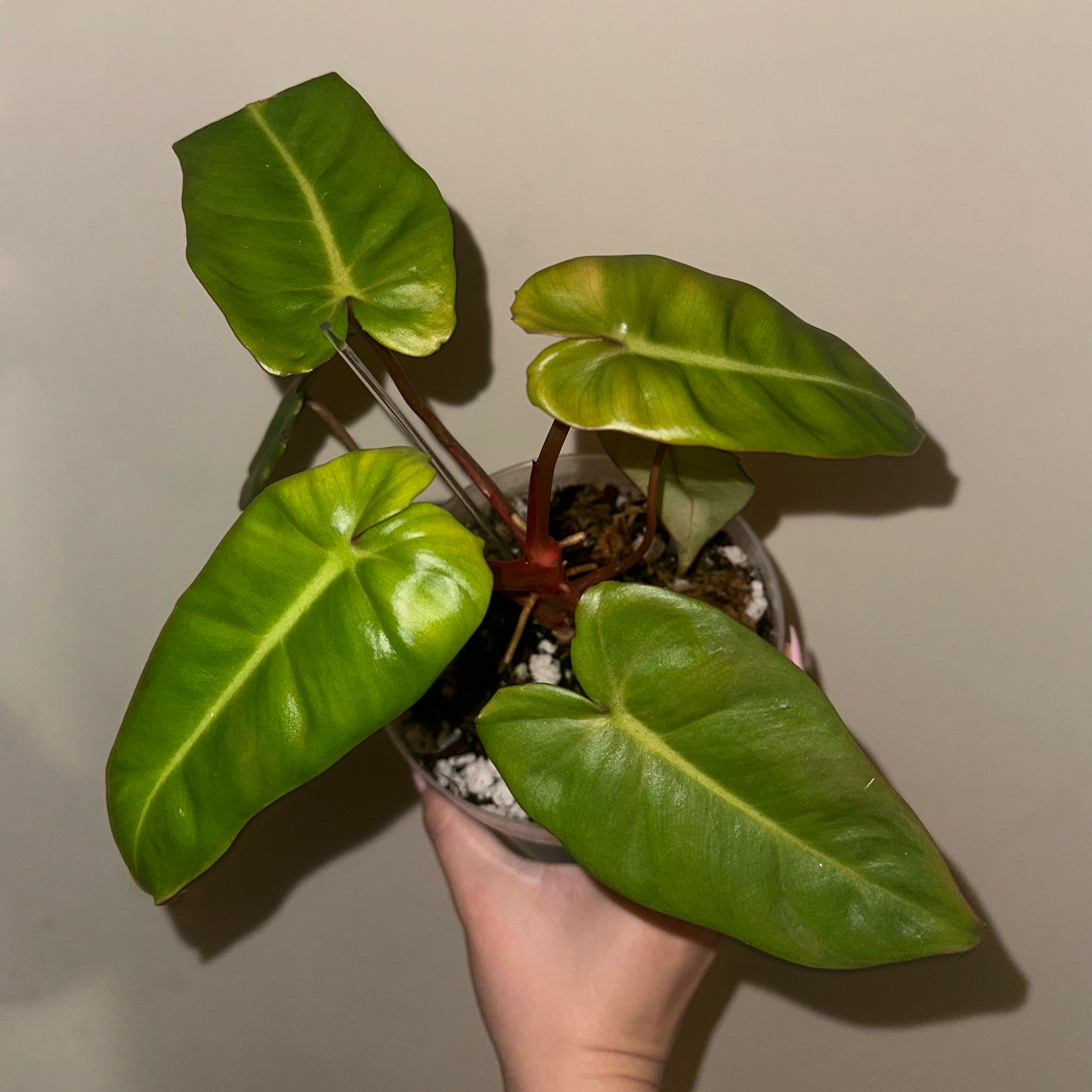 Photo of the plant species Philodendron billietiae x gloriosum by @kmaytender named Glowie on Greg, the plant care app
