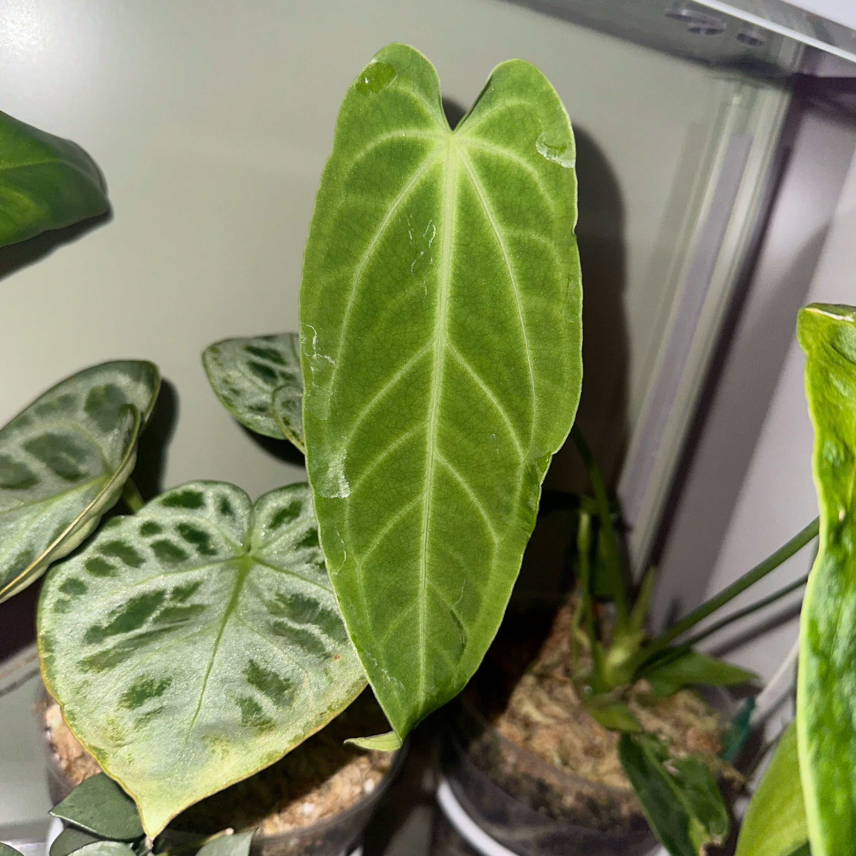 Anthurium warocqueanum plant with healthy green leaves and visible soil.
