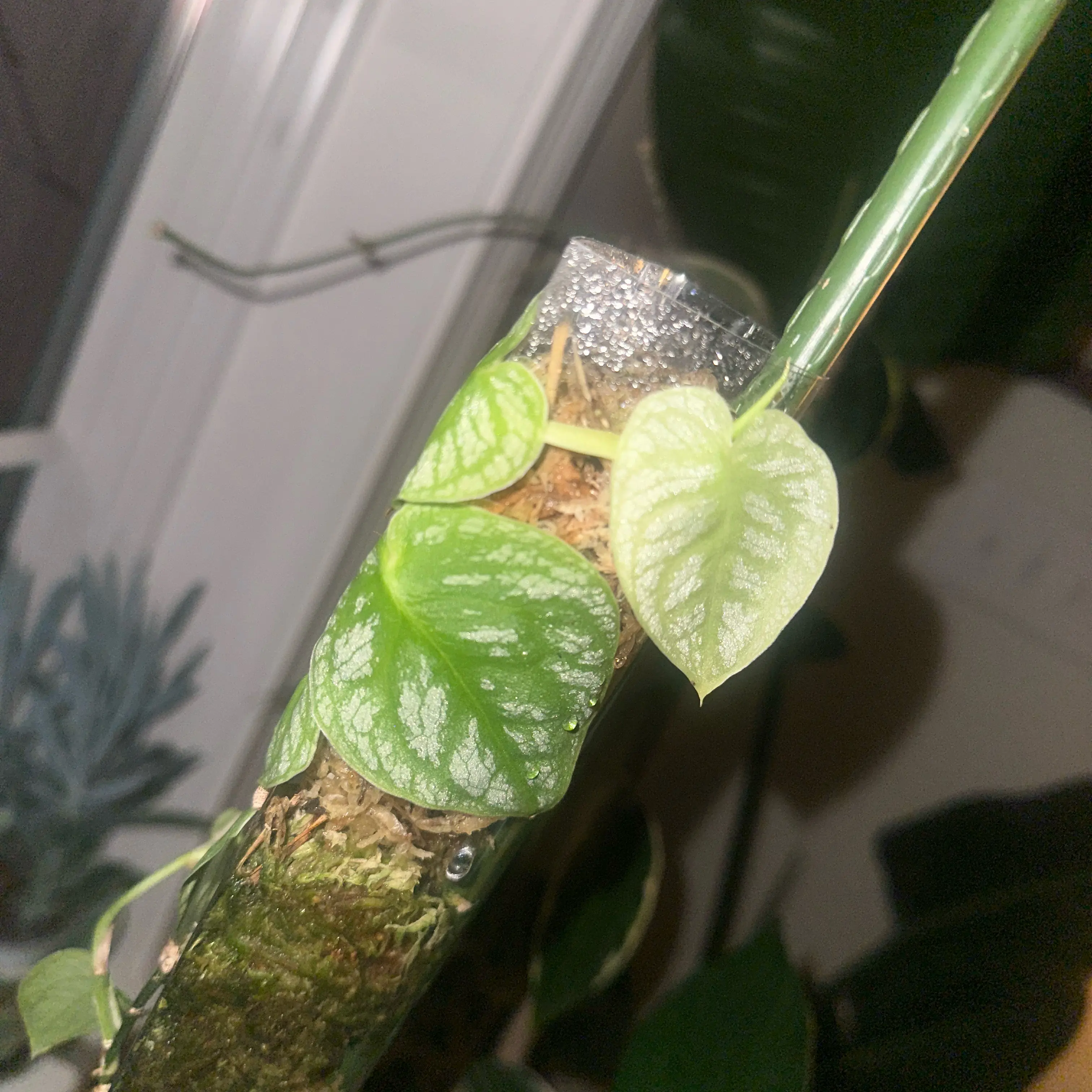 Shingle Plant climbing a support with healthy green leaves.