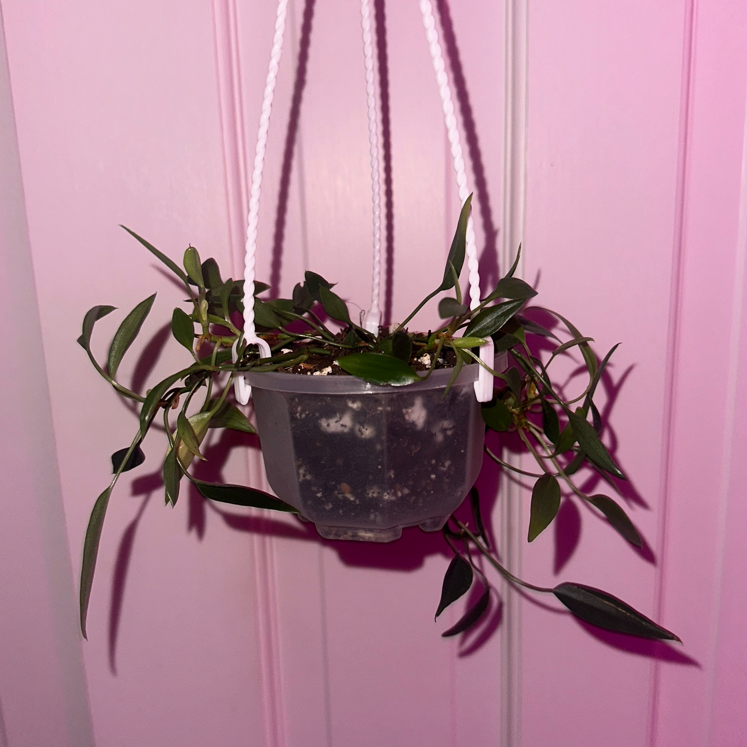 Photo of the plant species Philodendron 'Frilly Philly' by @kmaytender named Rainier on Greg, the plant care app