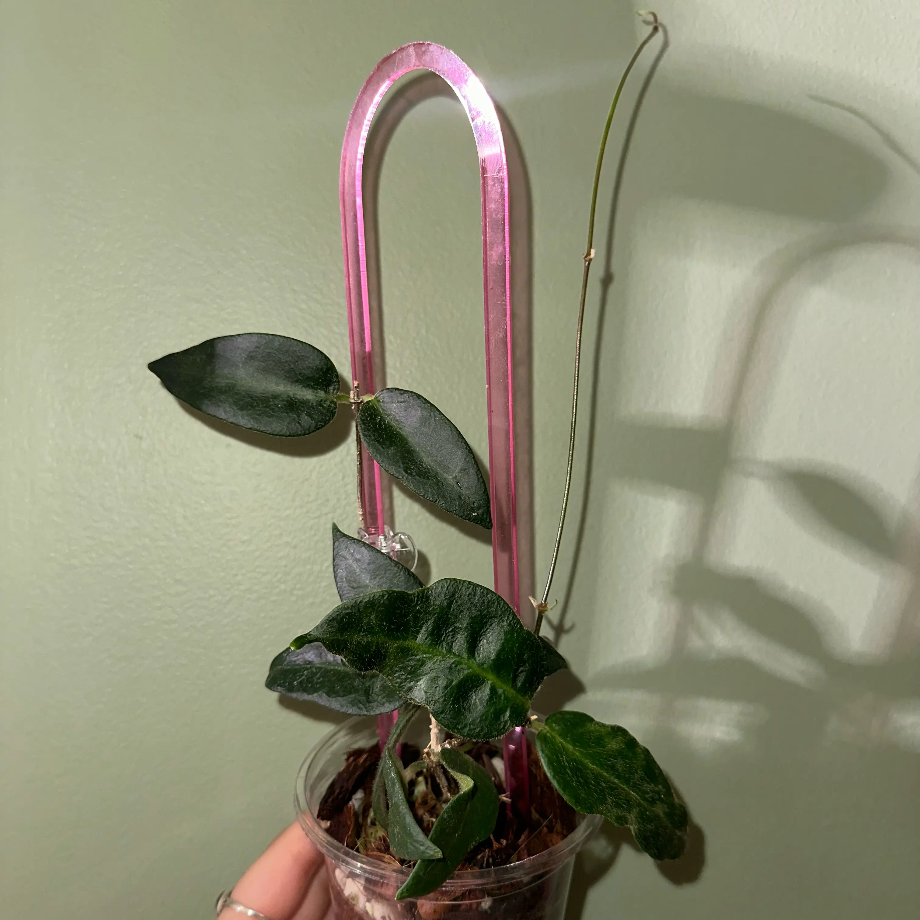 Photo of the plant species hoya patella 'pink' by @kmaytender named Pelly on Greg, the plant care app